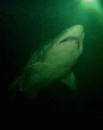   Sand Tiger shark edinburgh aquarium dive  